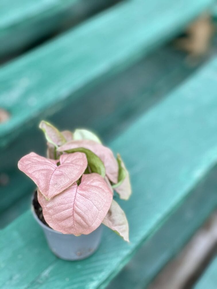 Zdjęcie rośliny Syngonium Neon Robusta, ujęcie 2