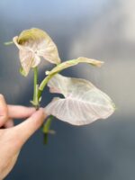 Zdjęcie rośliny Syngonium Pink Spot - sadzonka szczytowa, ujęcie 1