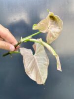 Zdjęcie rośliny Syngonium Pink Spot - sadzonka szczytowa, ujęcie 2