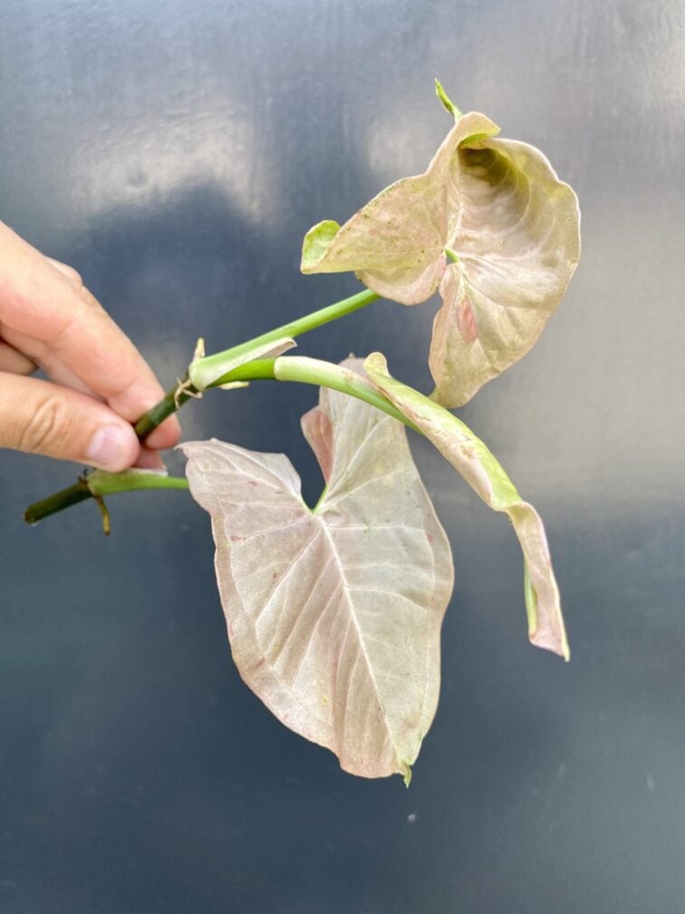 Zdjęcie rośliny Syngonium Pink Spot - sadzonka szczytowa, ujęcie 2