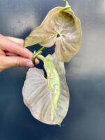 Zdjęcie rośliny Syngonium Pink Spot - sadzonka szczytowa, ujęcie 3