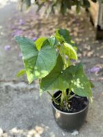 Zdjęcie rośliny Syngonium Podophyllum Emerald Gem, ujęcie 1