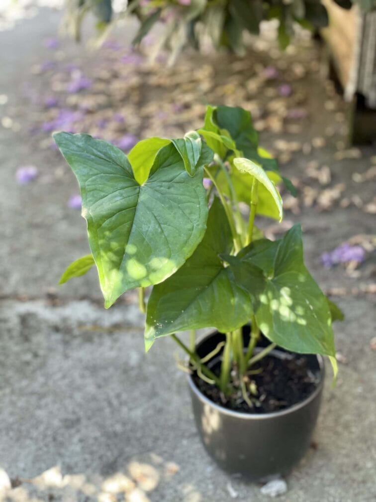 Zdjęcie rośliny Syngonium Podophyllum Emerald Gem, ujęcie 1