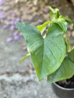 Zdjęcie rośliny Syngonium Podophyllum Emerald Gem, ujęcie 2