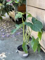 Zdjęcie rośliny Syngonium Podophyllum Emerald Gem, ujęcie 3