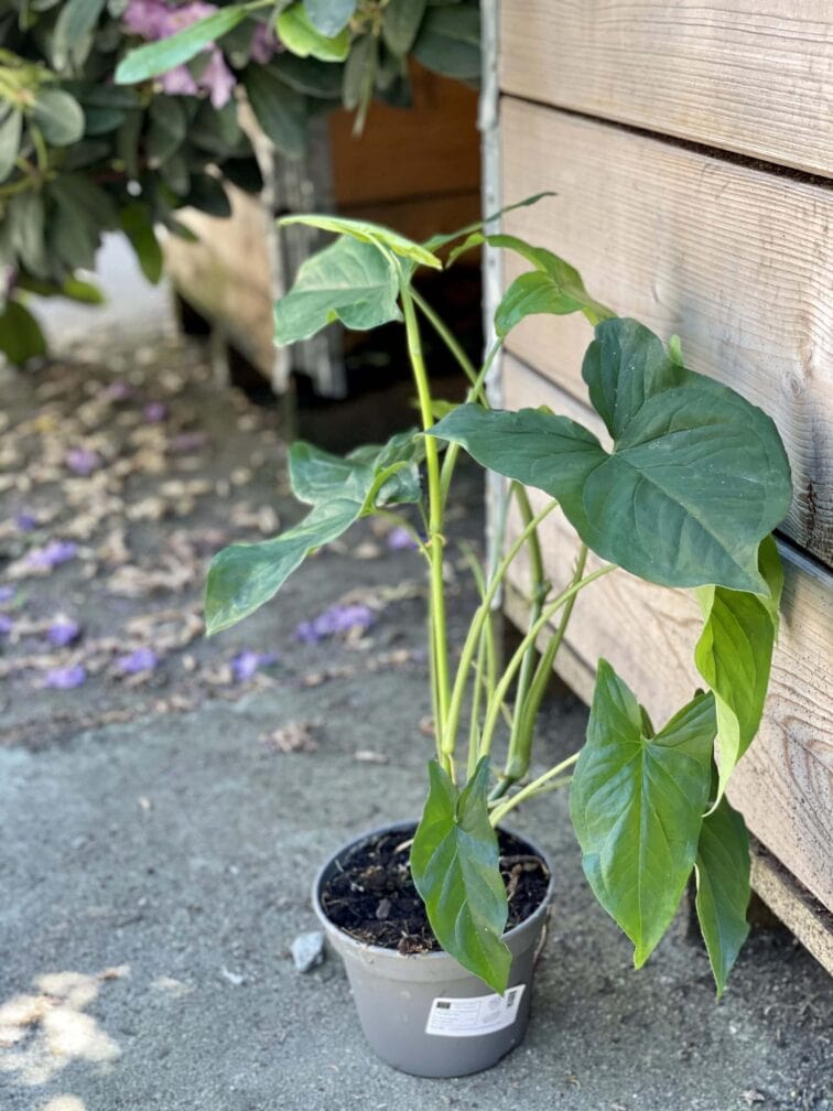 Zdjęcie rośliny Syngonium Podophyllum Emerald Gem, ujęcie 3
