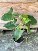 Zdjęcie rośliny Syngonium Podophyllum Emerald Gem, ujęcie 4