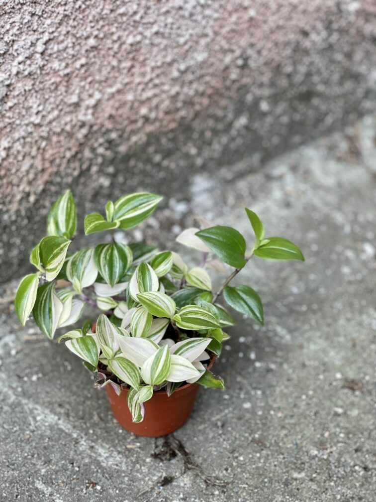 tradescantia-fluminensis-quadricolor_8x15-1_1623837820.jpg Zdjęcie rośliny Tradescantia fluminensis quadricolor (Trzykrotka), ujęcie 1