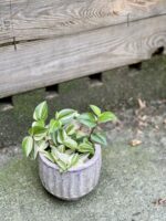 Zdjęcie rośliny Tradescantia fluminensis quadricolor (Trzykrotka), ujęcie 2