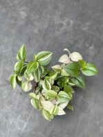 Zdjęcie rośliny Tradescantia fluminensis quadricolor (Trzykrotka), ujęcie 3