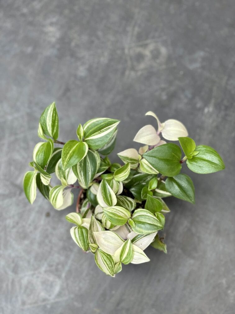 Zdjęcie rośliny Tradescantia fluminensis quadricolor (Trzykrotka), ujęcie 3