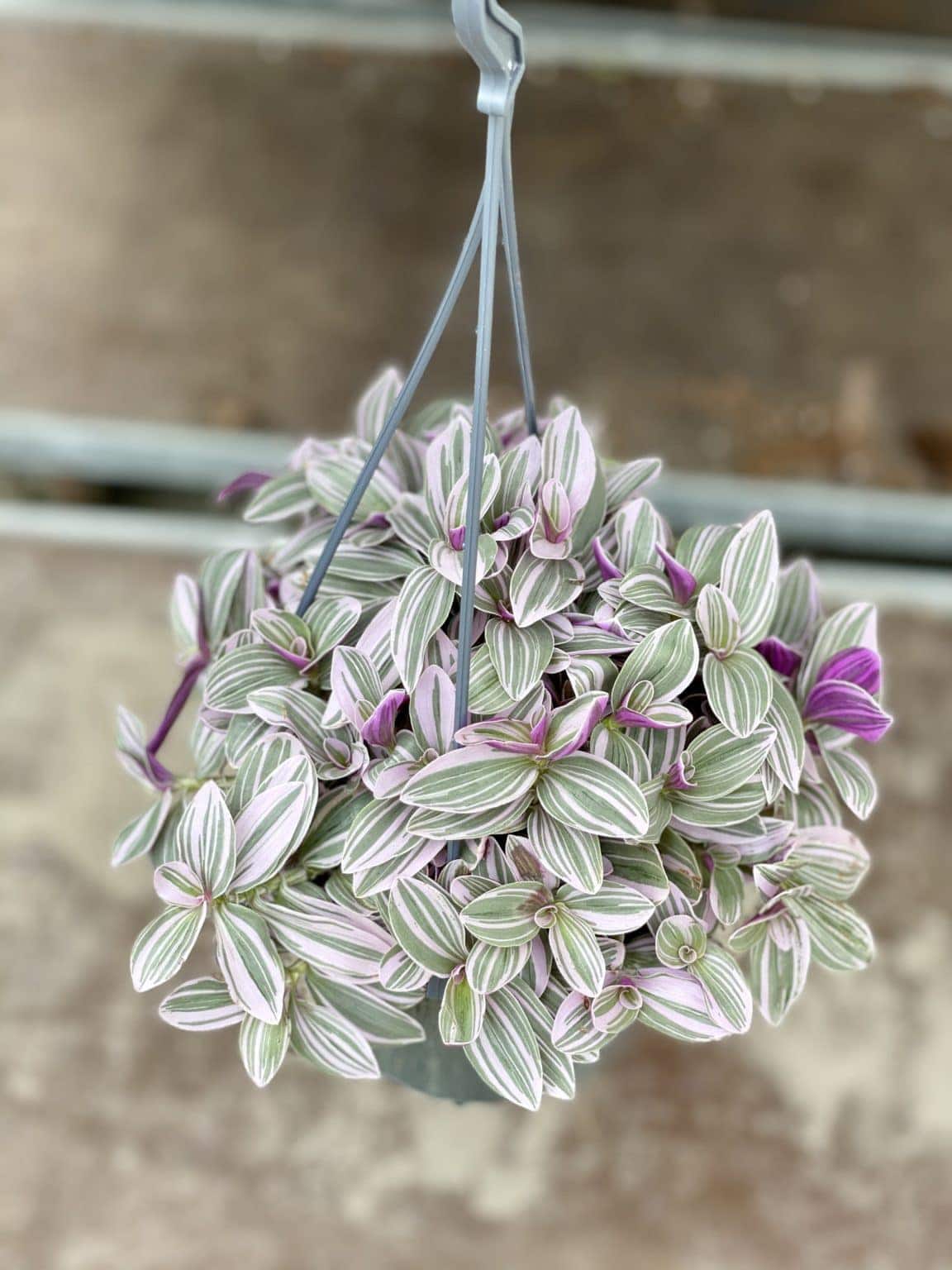 Tradescantia Nanouk (Trzykrotka Nanouk)