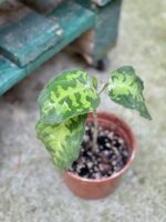Zdjęcie rośliny Aglaonema pictum tricolor, ujęcie 1