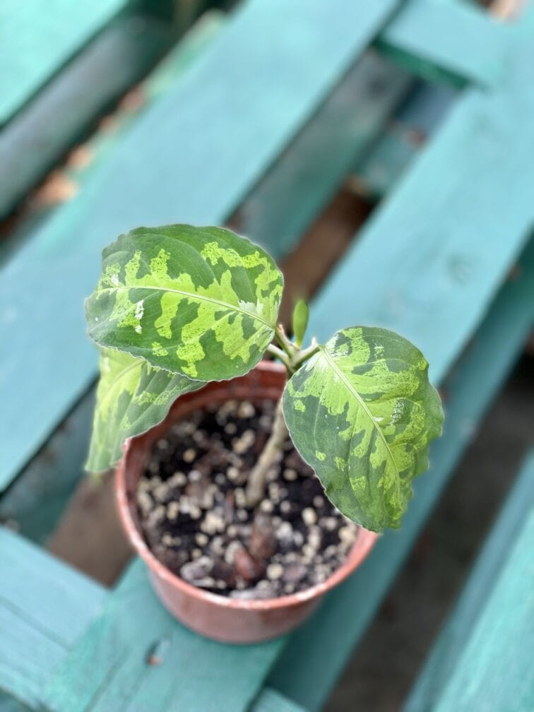 Zdjęcie rośliny Aglaonema pictum tricolor, ujęcie 2