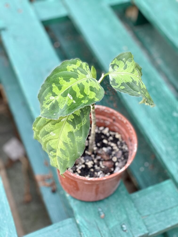 Zdjęcie rośliny Aglaonema pictum tricolor, ujęcie 3