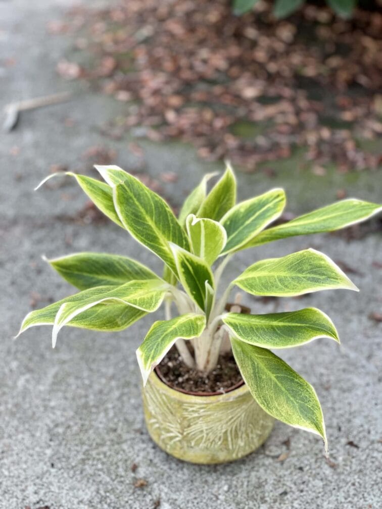 Zdjęcie rośliny Aglaonema White Lipstick, ujęcie 1