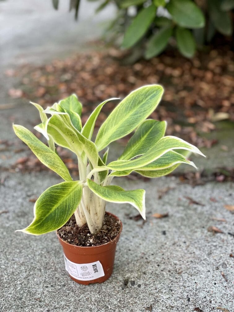 Zdjęcie rośliny Aglaonema White Lipstick, ujęcie 2