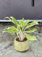 Zdjęcie rośliny Aglaonema White Lipstick, ujęcie 3