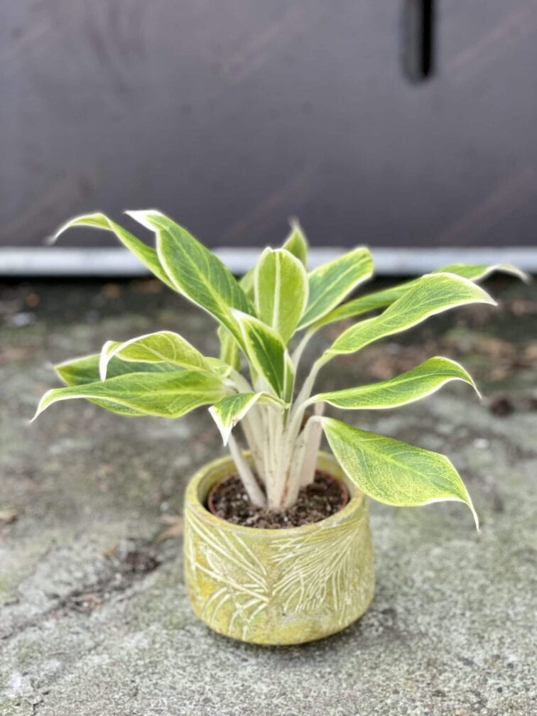 Zdjęcie rośliny Aglaonema White Lipstick, ujęcie 3