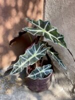 Zdjęcie rośliny Alocasia Amazonica, ujęcie 1
