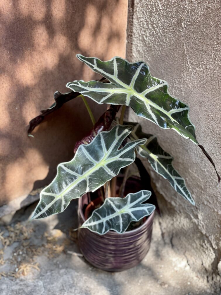Zdjęcie rośliny Alocasia Amazonica, ujęcie 1