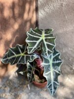Zdjęcie rośliny Alocasia Amazonica, ujęcie 2