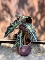 Zdjęcie rośliny Alocasia Amazonica, ujęcie 3