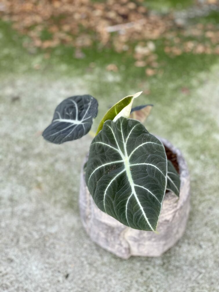 alocasia-black-velvet_13x30-1_1625903171.jpg Zdjęcie rośliny Alocasia Black Velvet, ujęcie 1
