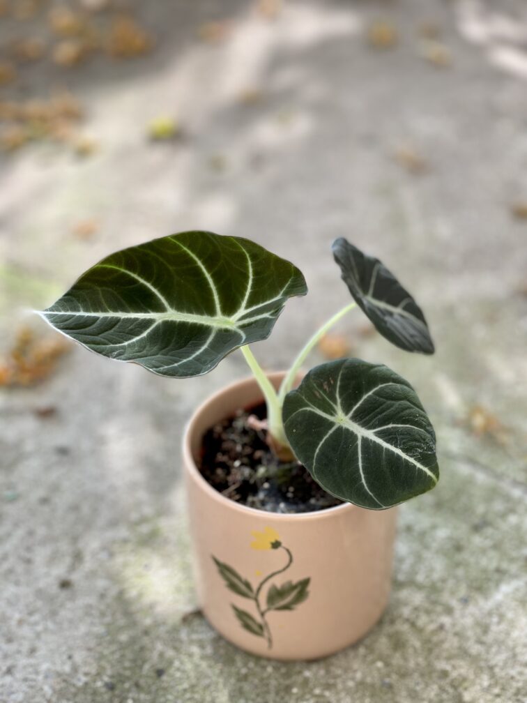 alocasia-black-velvet_9x20-1_1627110212.jpg Zdjęcie rośliny Alocasia Black Velvet, ujęcie 1