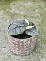 Zdjęcie rośliny Alocasia Melo, ujęcie 2