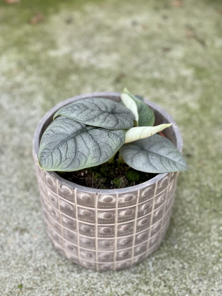 Zdjęcie rośliny Alocasia Melo, ujęcie 2