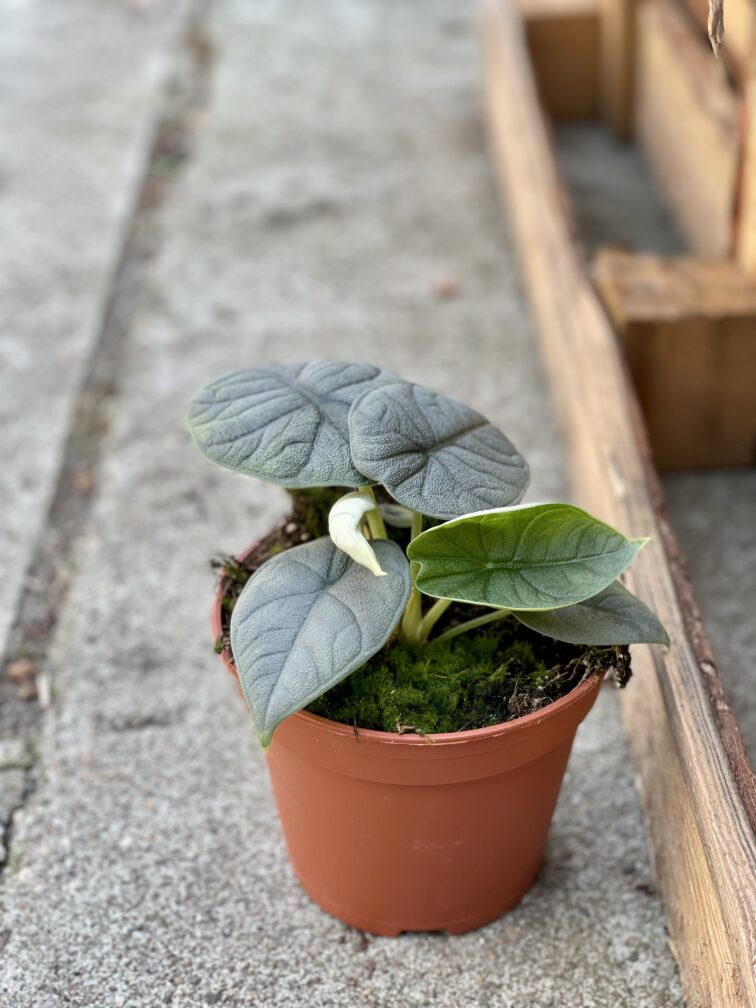 Zdjęcie rośliny Alocasia Melo, ujęcie 3