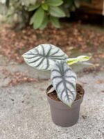 Zdjęcie rośliny Alocasia Silver Dragon, ujęcie 2