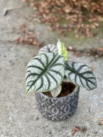 Zdjęcie rośliny Alocasia Silver Dragon, ujęcie 3