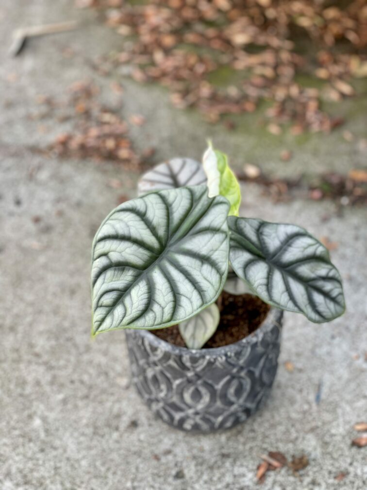 Zdjęcie rośliny Alocasia Silver Dragon, ujęcie 3
