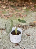 Zdjęcie rośliny Alocasia wentii, ujęcie 1