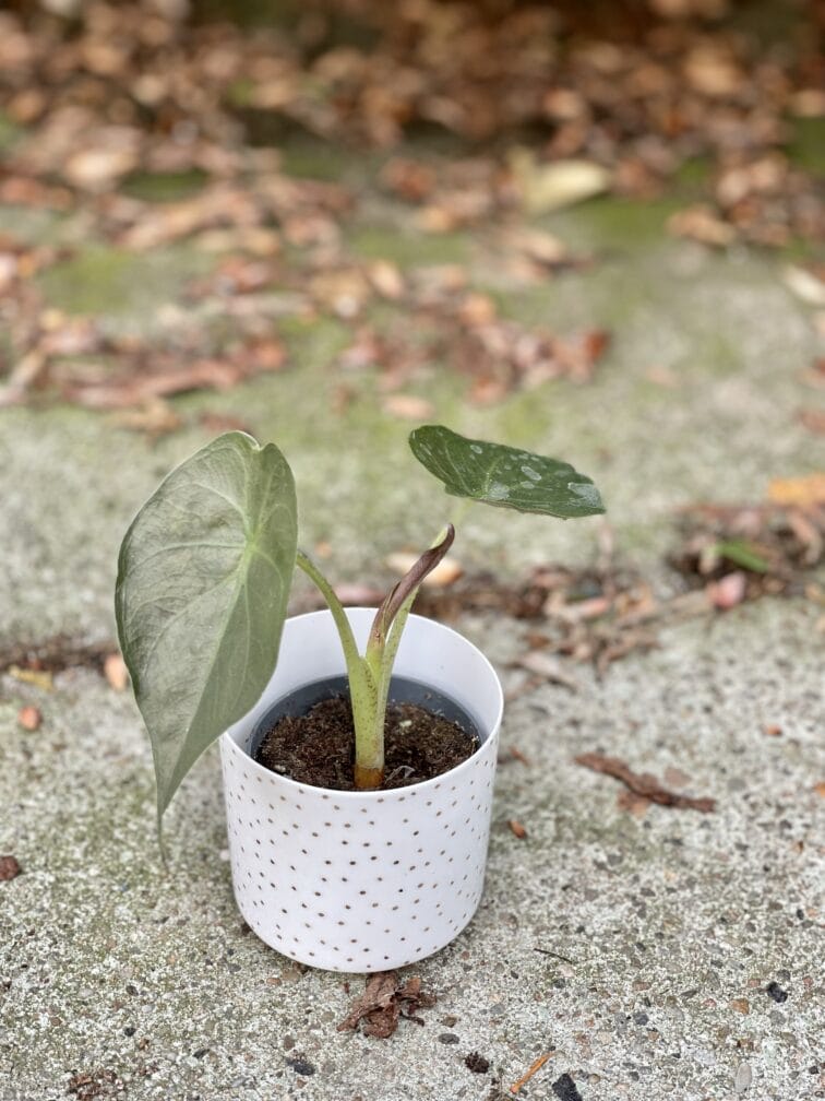 Zdjęcie rośliny Alocasia wentii, ujęcie 1