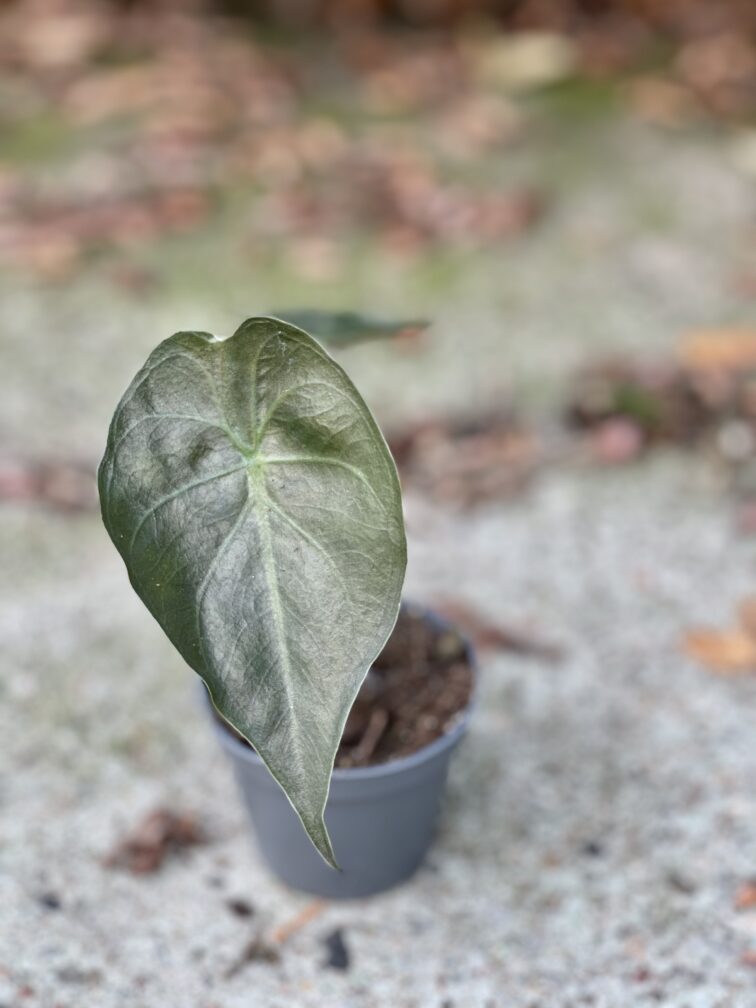 Zdjęcie rośliny Alocasia wentii, ujęcie 2
