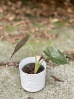 Zdjęcie rośliny Alocasia wentii, ujęcie 3