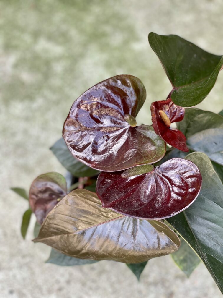 anthurium-diamond-black-love_12x40-1_1625903444.jpg Zdjęcie rośliny Anthurium Diamond Black Love, ujęcie 1