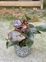 Zdjęcie rośliny Anthurium Diamond Black Love, ujęcie 2