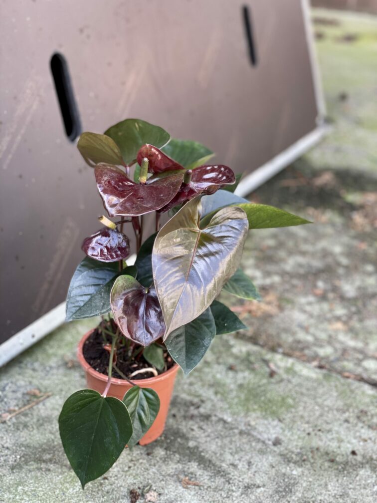 Zdjęcie rośliny Anthurium Diamond Black Love, ujęcie 3