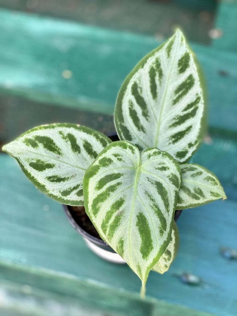 anthurium-silver-blush_11x15-1_1625213168.jpg Zdjęcie rośliny Anthurium Silver Blush, ujęcie 1