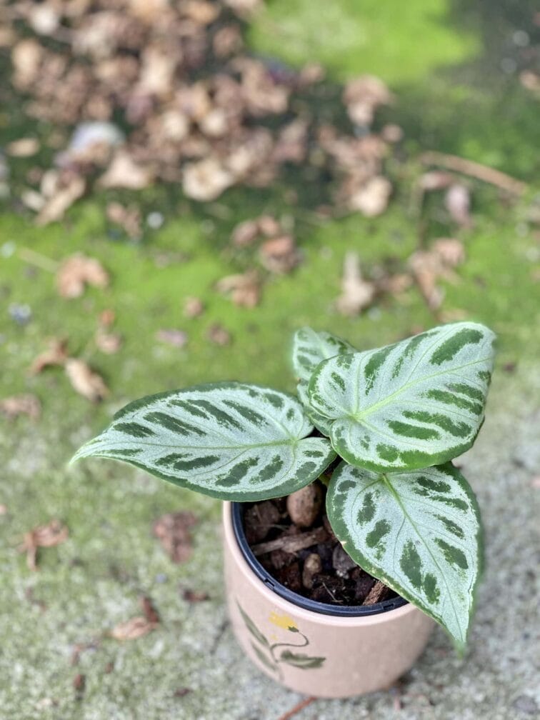 Zdjęcie rośliny Anthurium Silver Blush, ujęcie 2