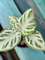 Zdjęcie rośliny Anthurium Silver Blush, ujęcie 3