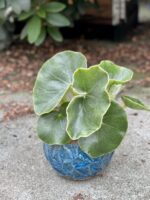 Zdjęcie rośliny Begonia venosa, ujęcie 1