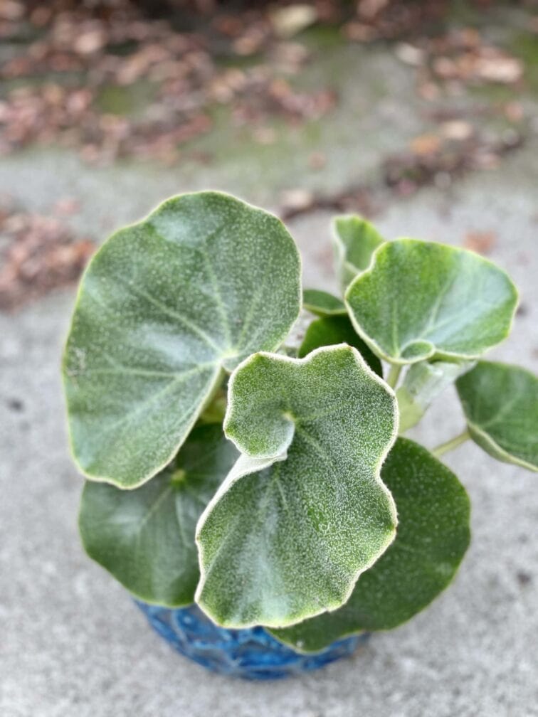 Zdjęcie rośliny Begonia venosa, ujęcie 3