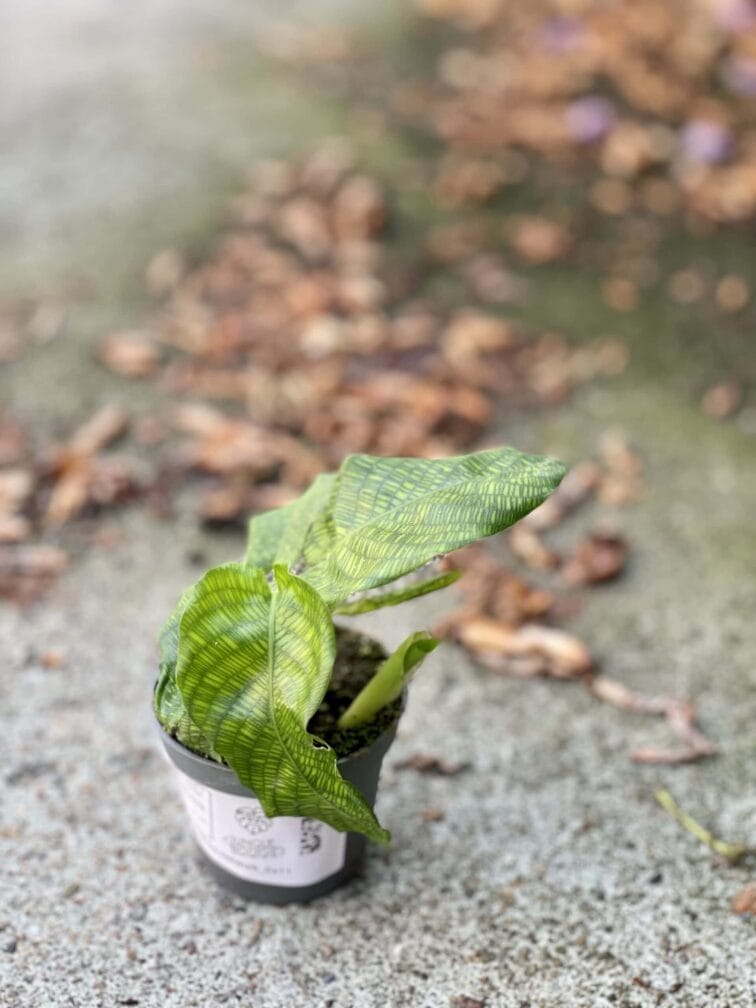 Zdjęcie rośliny Calathea Network (Mosaica), ujęcie 2