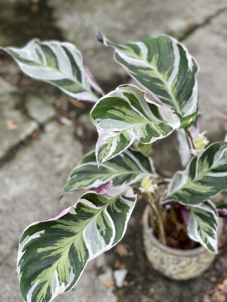calathea-white-fusion_14x55-1_1624692454.jpg Zdjęcie rośliny Calathea White Fusion, ujęcie 1