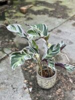 Zdjęcie rośliny Calathea White Fusion, ujęcie 2